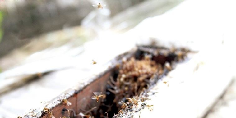 Extinção de abelhas ameaça o Piauí
