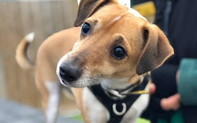 Abrigo busca "humano guia" para ajudar cachorro cego
