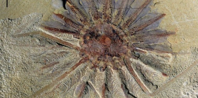 Fóssil marinho encontrado tem 518 milhões de anos e 18 tentáculos