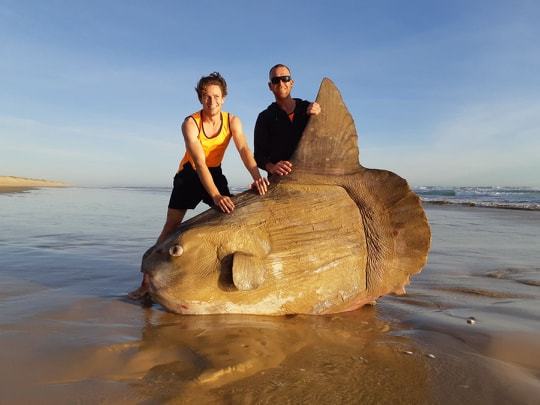 Peixe- lua encontrado em praia foi confundido por destroços de navio