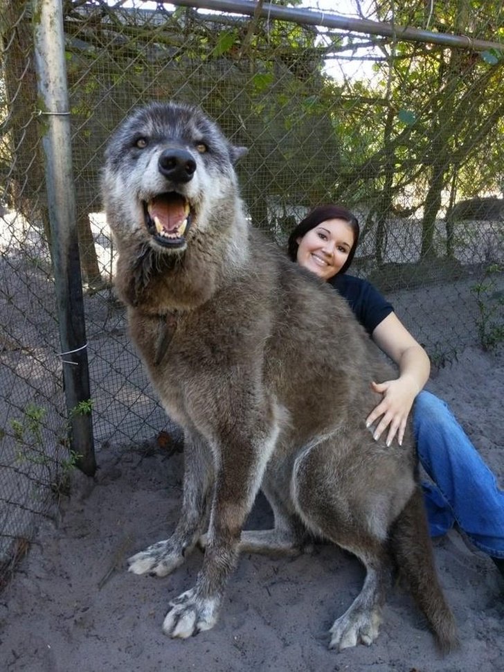 Lobo abandonado após ser criado em cativeiro é adotado e vive como cão |  Curiosidades | MEIO NORTE