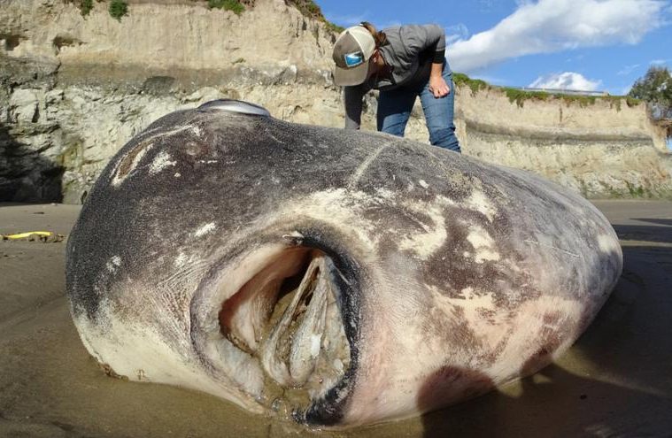 Peixe bizarro de três metros aparece em praia da Califórnia