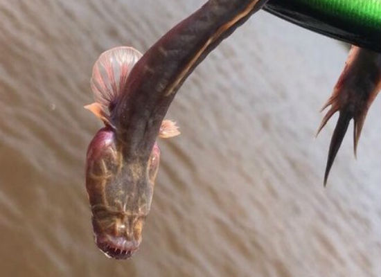 Australiana fica surpresa ao encontrar peixe "alienígena" em pescaria