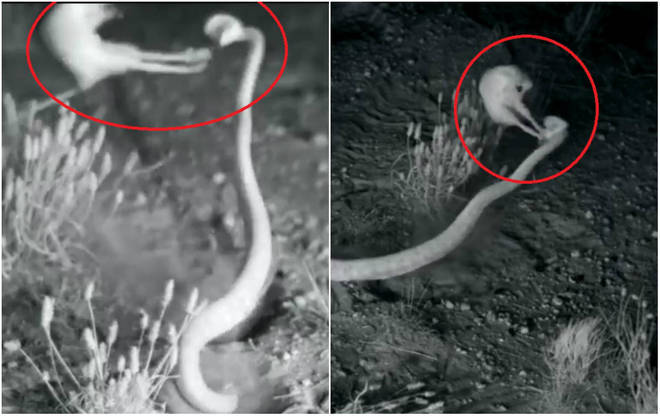 Rato aplica “golpe” para se defender de ataque de cobra venenosa