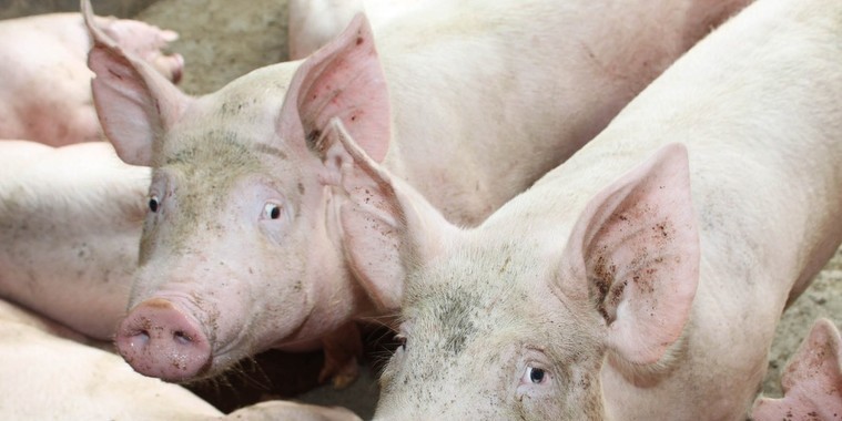 Governo confirma segundo foco de peste suína no Piauí