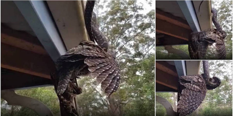 Brutalidade! Cobra de 2 m esmaga coruja em ataque aterrorizante