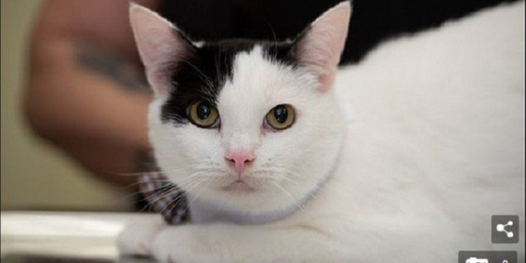 Gato passa por cirurgia de "mudança de sexo" devido a cálculo renal