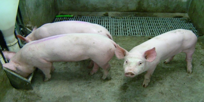 Cientistas reativam funções de células cerebrais de porcos mortos