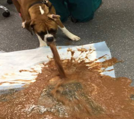 Cuidado! Chocolate é um verdadeiro veneno para Cães