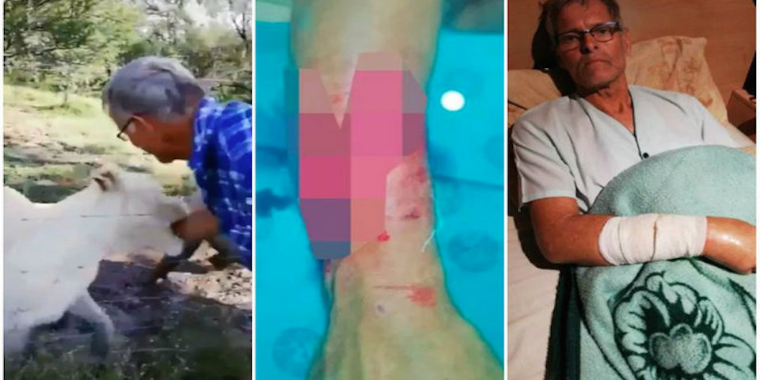 Chocante: Turista "espertão" faz carinho em leoa e quase perde o braço