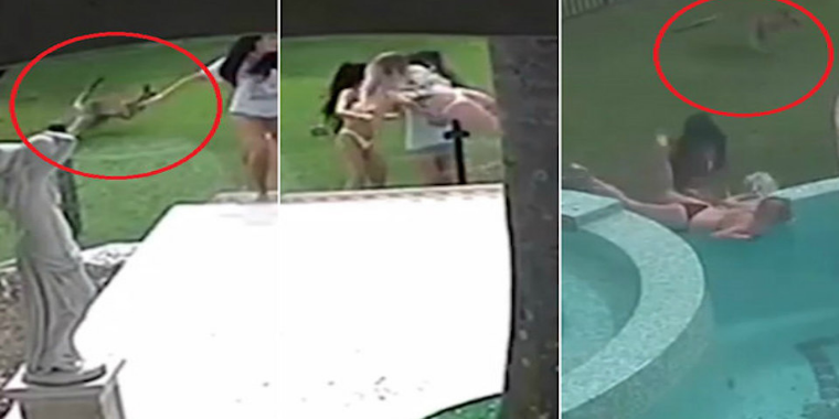 Canguru aterroriza modelos durante sessão de fotos na piscina; fotos