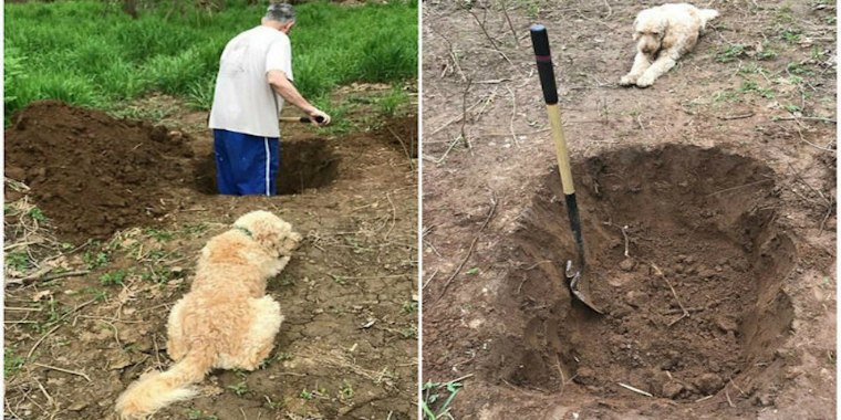 Homem cava sepultura para o próprio cachorro que seria sacrificado