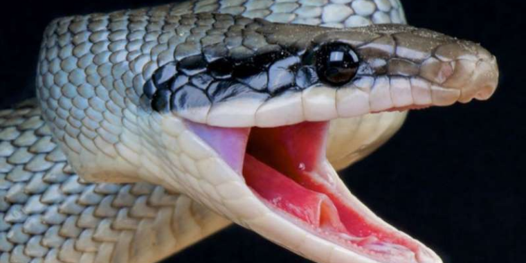 Fotógrafo captura imagens incríveis de anfíbios e répteis; confira