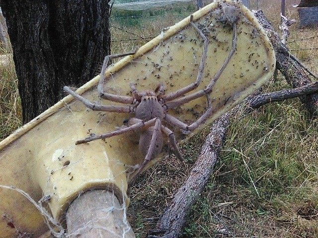 Assustadora aranha gigante é encontrada por pesquisadores na Austrália