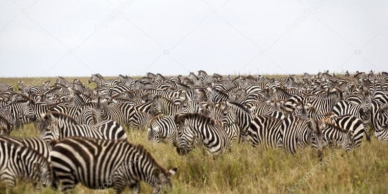 Zebra loira é flagrada em registro raro em parque nacional na Tanzânia