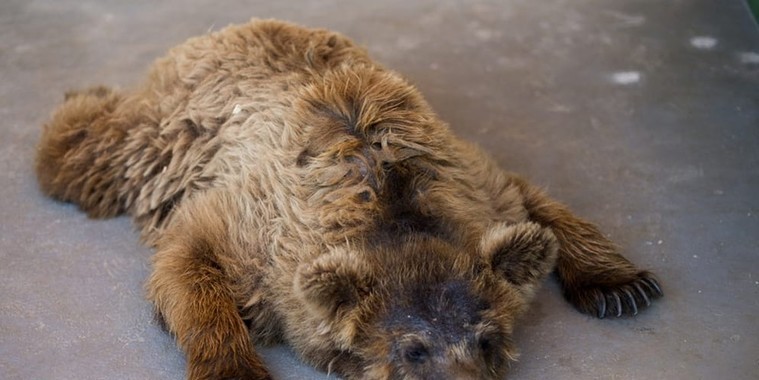 Ursa Marsha do Zoobotânico de Teresina aparece irreconhecível
