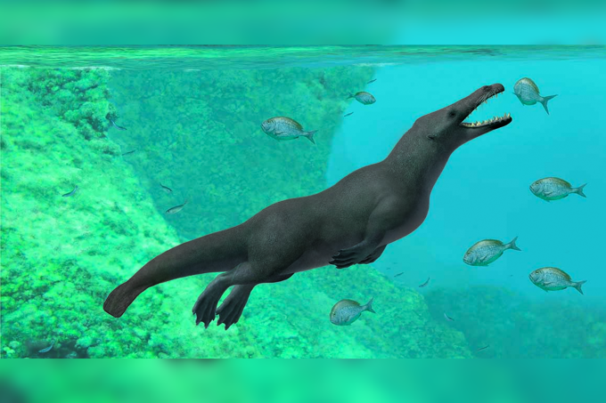 Baleia com quatro patas é descoberta no Peru