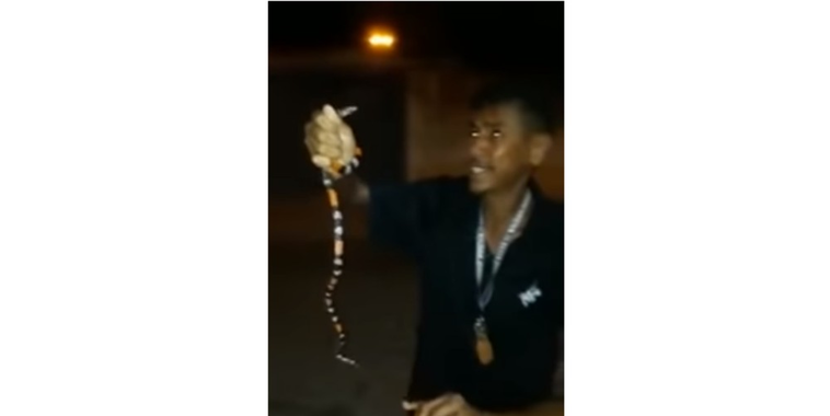 Homem brinca com cobra-coral, é picado e morre na Bahia; vídeo