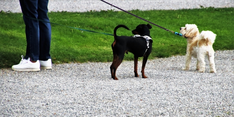 STJ decide que condomínios não podem proibir animais