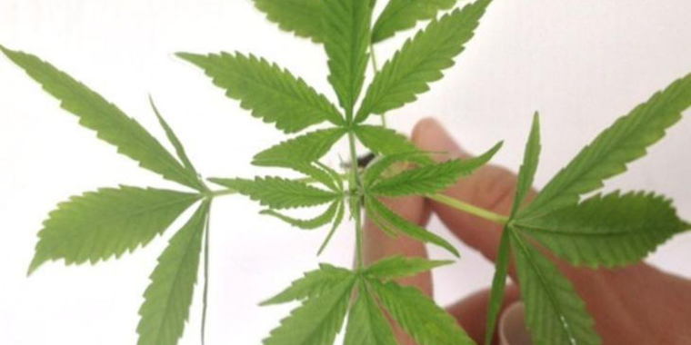 Anvisa fará consultas públicas sobre regulamentar a Cannabis medicinal