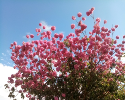A exuberante florada dos ipês-roxos deixam a cidade de Ipiranga do Piauí ainda mais bonita.