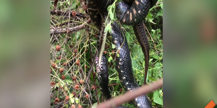 Cobra engole serpente até o fim após vencê-la em combate fatal; vídeo