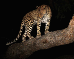 Criança de 2 anos é morta por leopardo em parque da África do Sul  