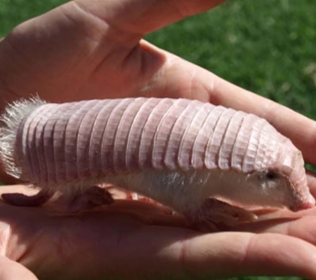 Coisa de Bicho: Animais nativos incríveis que você precisa ver na Argentina