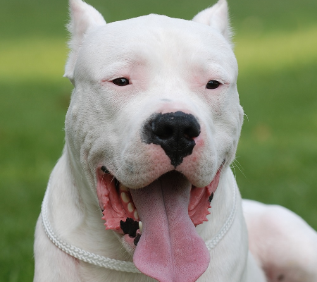 Dogo argentino: conheça tudo sobre a raça no Coisa de Bicho Viagens