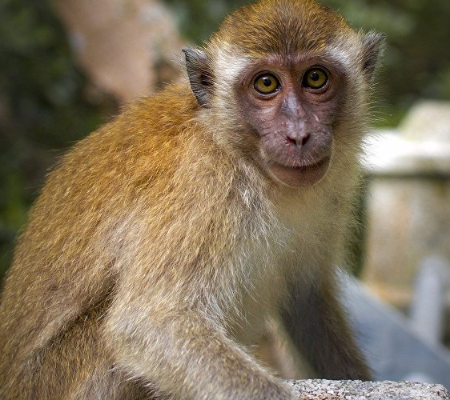 Vídeo: Gangue de macacos ataca homem e assusta moradores na Índia