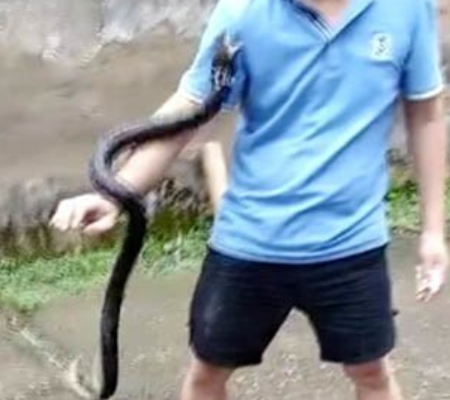 Vídeo chocante mostra momento em que víbora pica e mata homem
