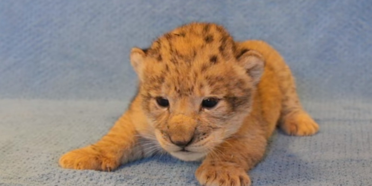 Simba da vida real: filhote serviu de modelo para o novo "Rei Leão"