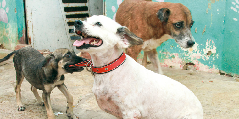 Sem estoque, Apipa pede ração para animais