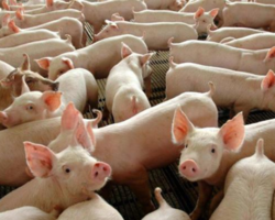 Mais de 3 mil porcos são sacrificados após surto de peste suína no PI
