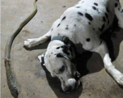 Cachorro heroico ataca cobra venenosa para salvar família e morre 