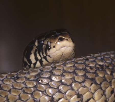 Idosa de 89 anos luta com cobra de 2m depois de ela comer passarinhos