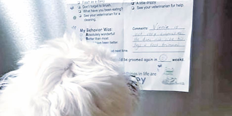 Cão ganha bilhete de advertência do pet shop
