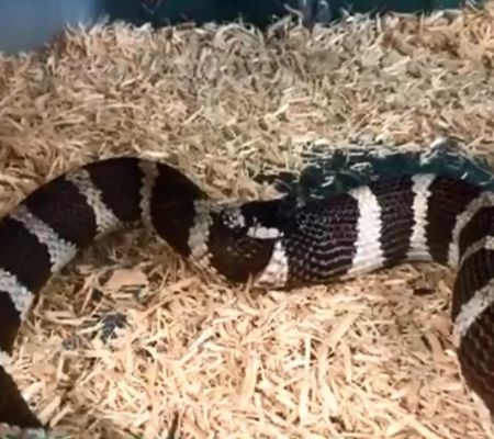 Vídeo: Cobra sente bastante fome e começa a comer a si própria
