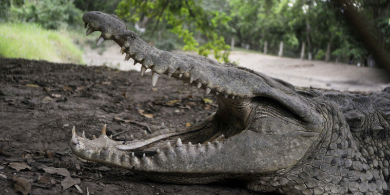 Crocodilo arrasta garoto para rio e mutila seu corpo até a morte