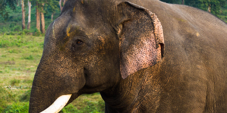 Elefante invade casa e mata garota de 11 anos pisoteada