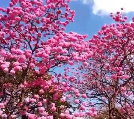 BELEZA DOS IPÊS: Saiba curiosidades sobre a árvore ornamental mais plantada no Brasil