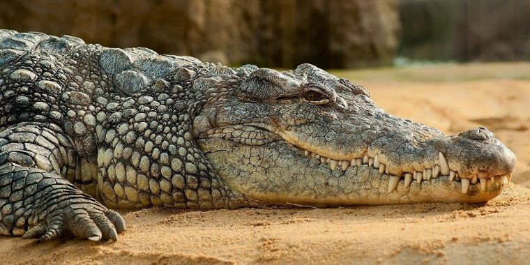 Vídeo mostra Crocodilo gigante causando pânico e assustando guardas