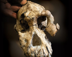 Crânio descoberto na Etiópia pode mudar tudo sobre a evolução humana