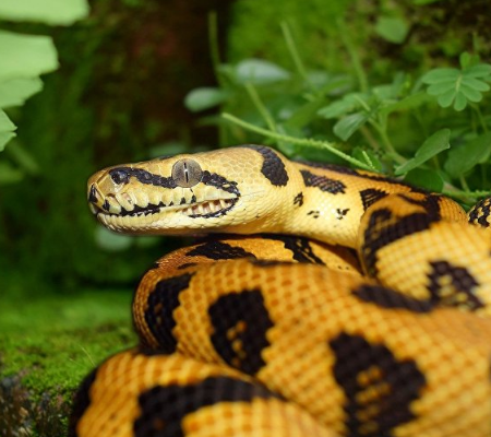 Vídeo: Cobra gigante surge em meio à multidão e causa pânico