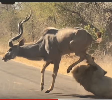 Vídeo: Leão ataca antílope e choca visitantes de Safári