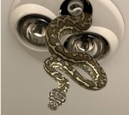 Crianças são surpreendidas com cobra descendo pelo teto do banheiro de casa