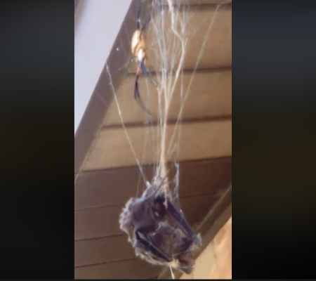 Vídeo: Aranha gigante captura e mata morcego em sua teia para devorá-lo