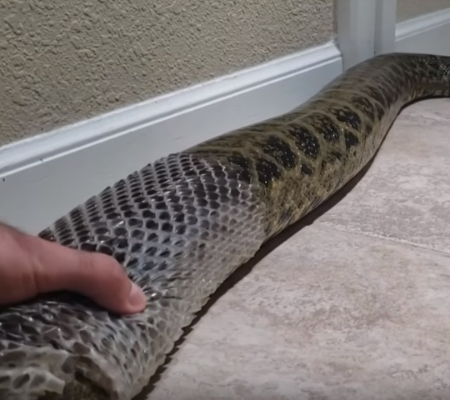 Vídeo: Homem ajuda cobra a se livrar de antiga pele e imagens chocam