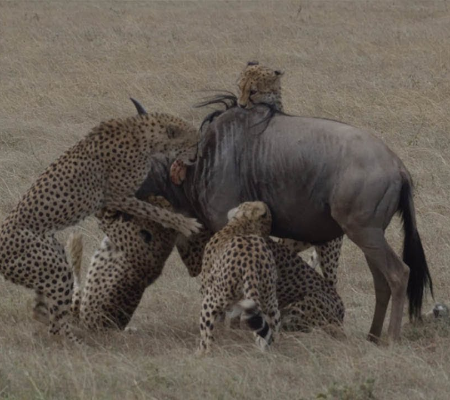 Veja caçada incrível de guepardos para capturar um gnu