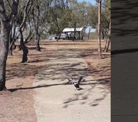 Vídeo mostra pássaro brigando com cobra para proteger o ninho; Vídeo